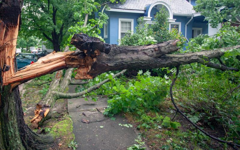 Storm damage with fallen tree in yard of blue house